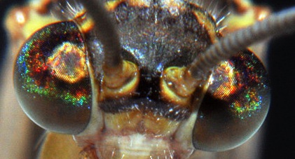 hidden_eyes_beauty_2_by_bayhor-d5k5p14 copy