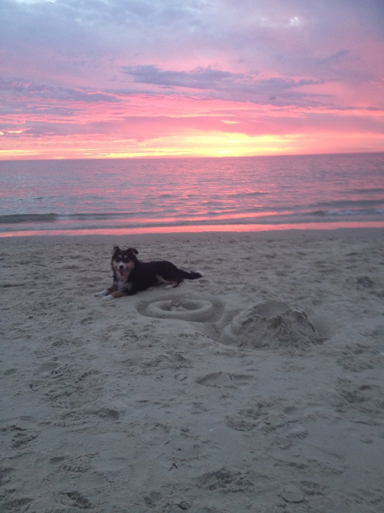 The Dog in Question: Chester Lickytongue Johns. Image: moi