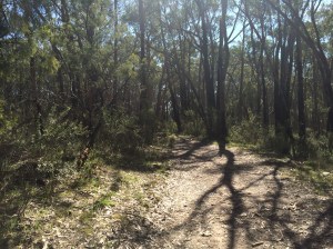 red breast (look for it)