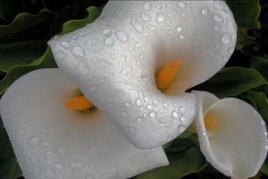 Calla_Lilies_by_pooky125