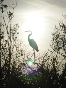 Heron_Sunset_by_riktorsashen