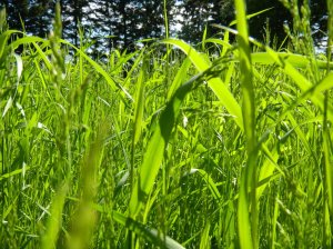 SMALLgrass_by_shitsurenshitatokara-d51pjmw