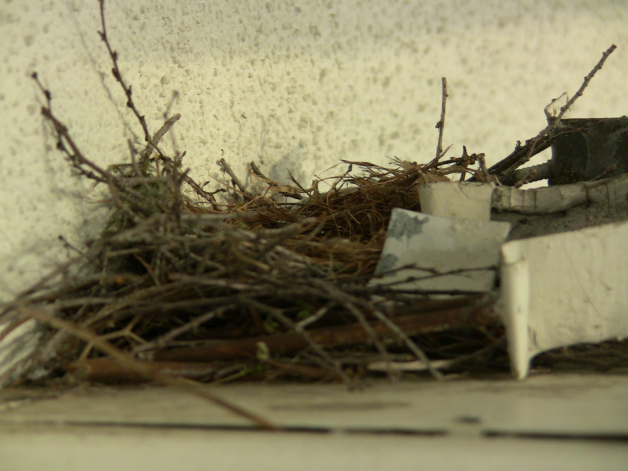 birdie_01_by_lonegamer7