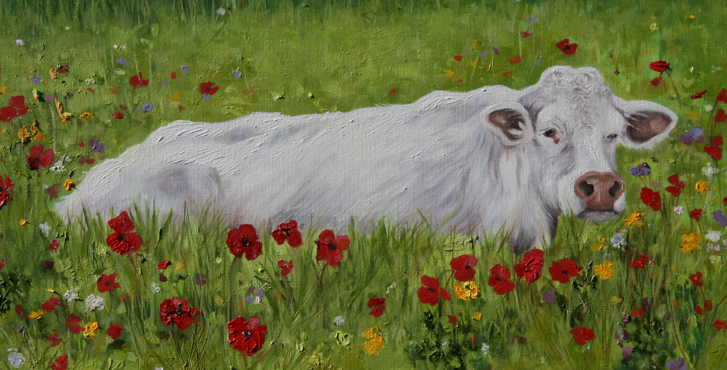 cow-in-poppy-fieldCROP