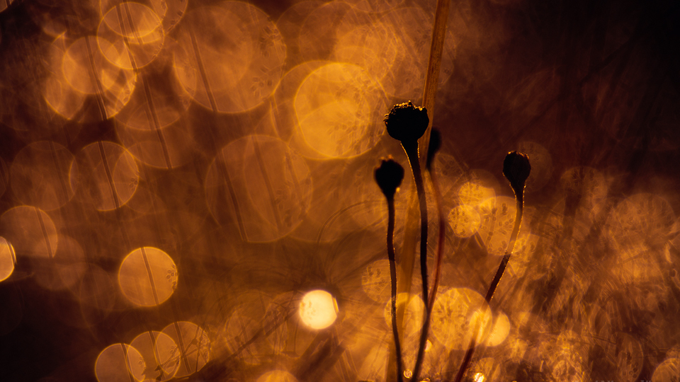 golden_autumn_ii CROP