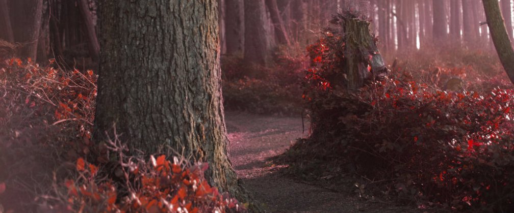 the_forest_whispers_sanguine_CROP