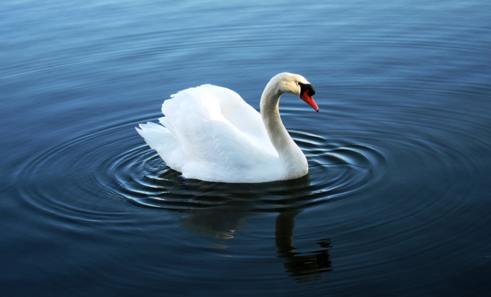 23 the_swan_by_transcendelia_d4rrjqs.jpg