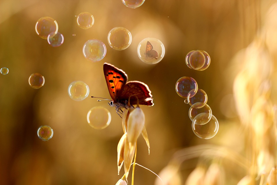 28 butterfly-3561191_960_720.jpg