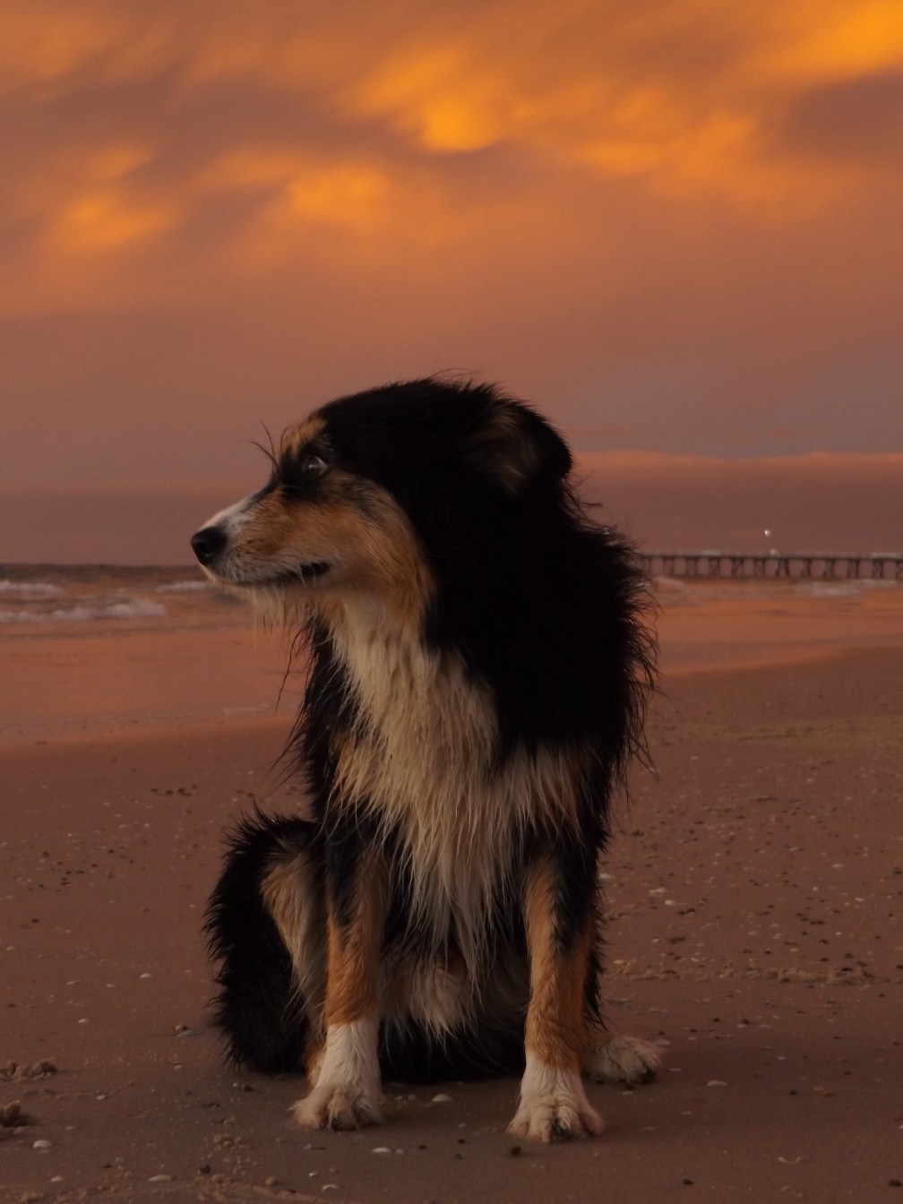 Kiara's Chezzy - side small.JPG