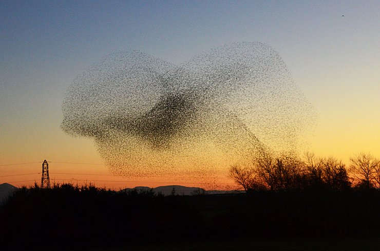 23 scotland-starling-murmuration