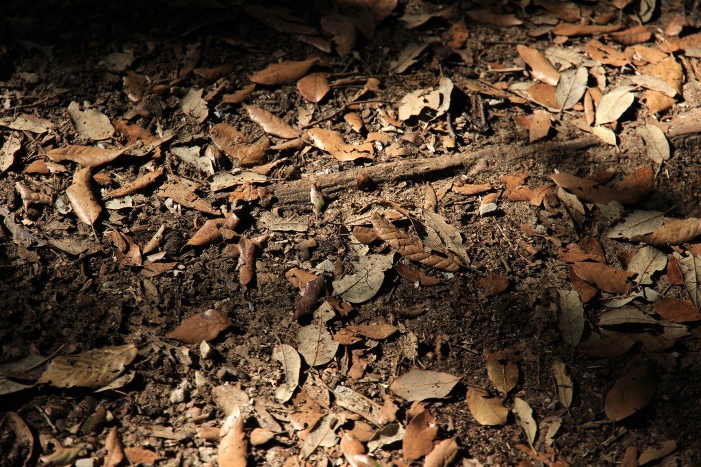 This image has an empty alt attribute; its file name is tree-nature-forest-rock-branch-plant-wood-ground-texture-leaf-trunk-formation-wildlife-dirt-autumn-soil-dust-forest-floor-leaves-geology-earth-woody-plant-1092348-2594357077.jpeg